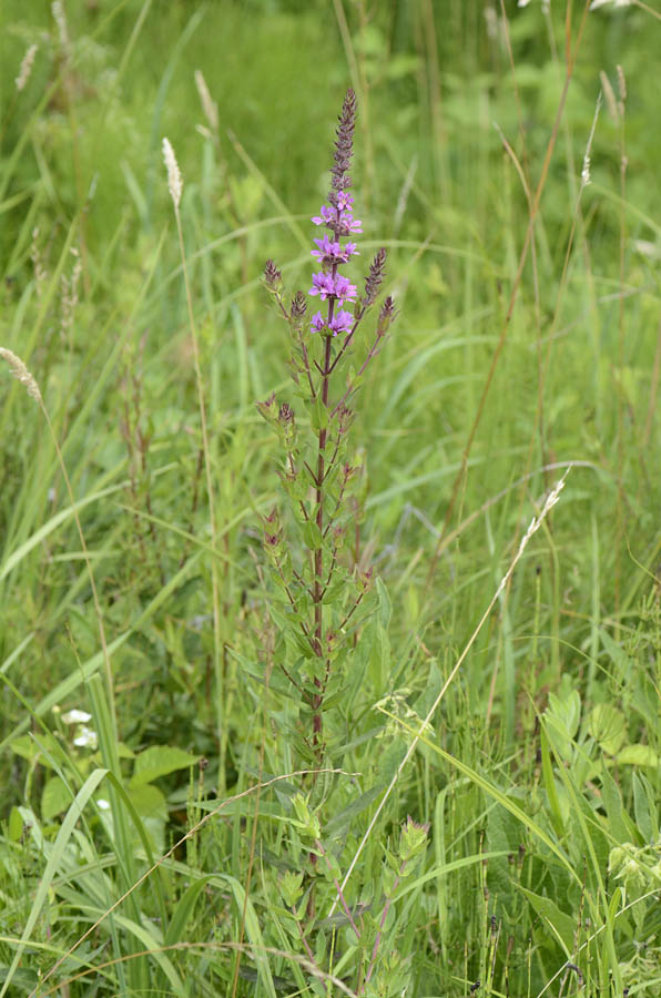 Lythrum salicaria / Salcerella comune